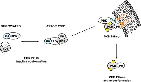 Schematic Model Of The Interaction Of Pkb With Pdk1 Prior To Download Scientific Diagram