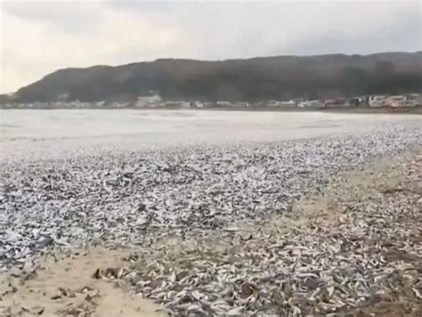 日 홋카이도 연안 덮은 물고기 사체원인 불명 가져가지 마라 영상 네이트 뉴스