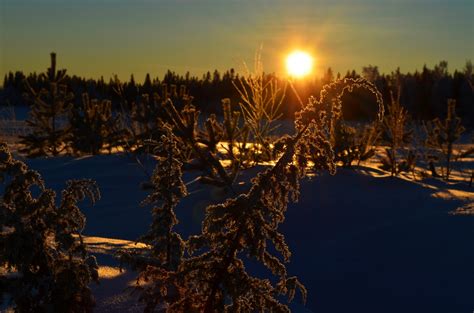 Bildet Tre Gren Silhouette Sn Kald Vinter Svart Og Hvit Blad