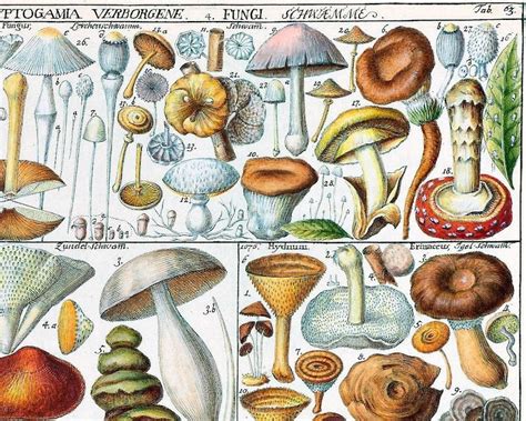 Vintage Mushroom Art Print Antique Mushrooms Poster Woodland Etsy