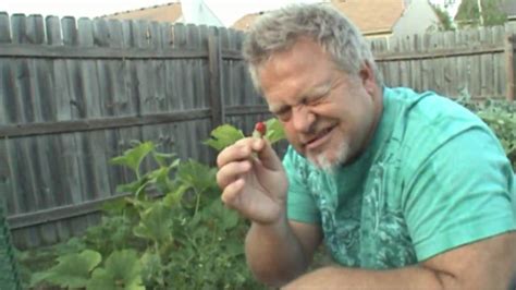 How To Eat A Home Grown Hot Super Chili Pepper Youtube