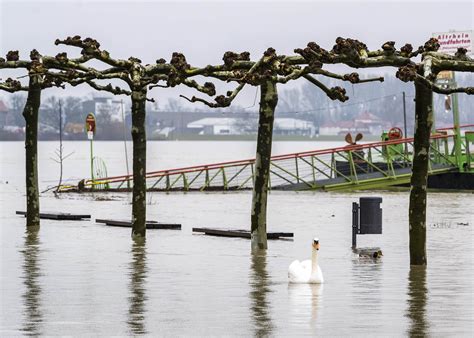 Hochwasser Rheinuferpromenade Speyer Klaus Venus