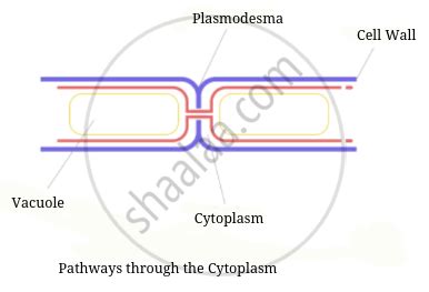 The following terms has some anatomical significance. What do these ...