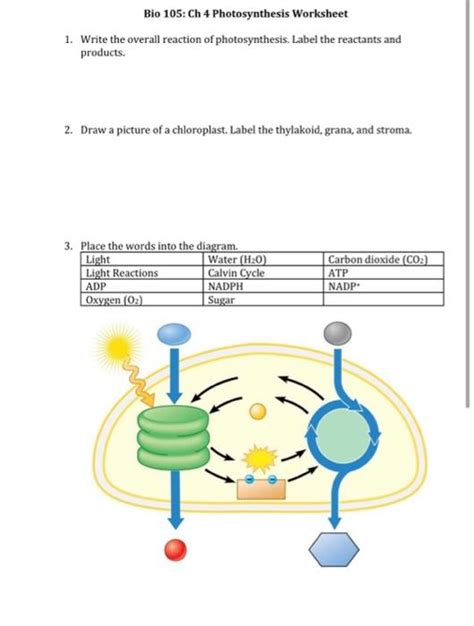 Photosynthesis Diagram online exercise for | Live Worksheets ...