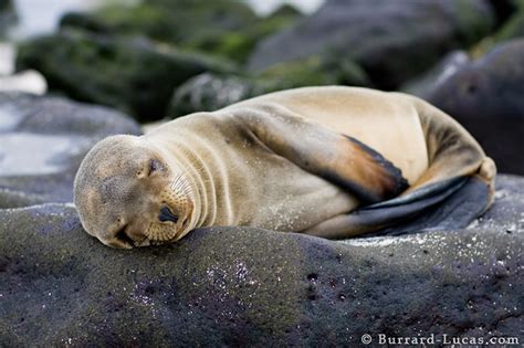 Sea Lion Pup - Burrard-Lucas Photography