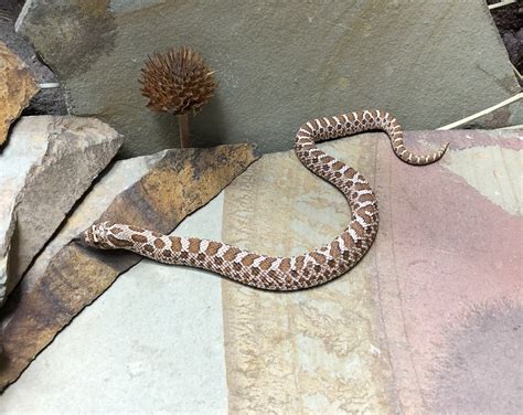 Dh Stormcloud Western Hognose By Prismatic Reptiles Morphmarket