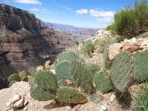 Prikly fun alongside the South Kaibab trail in the Grand Canyon ...