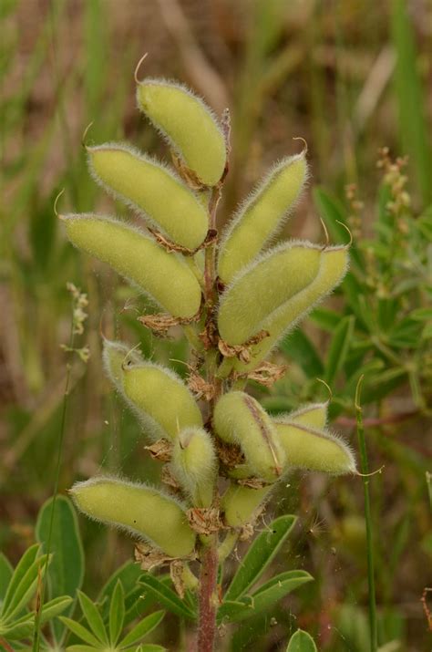 Seed Pods From Wild Lupine Lupinus Perennis Karner Blue Flickr