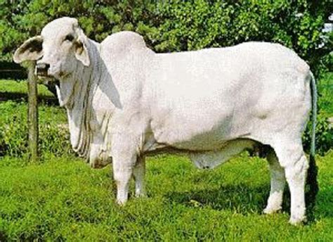 Cattle Raising In Philippines Hubpages