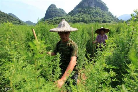 農村這種野草，很多農民不當回事，如今名聲大噪，藥用價值極高 每日頭條