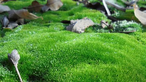 How To Use Moss As A Natural Ground Cover | Obsessed Lawn