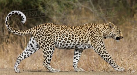 Leopard Walking Stock Photo Dissolve