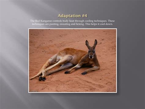 PPT - Red Kangaroo PowerPoint Presentation, free download - ID:2674613