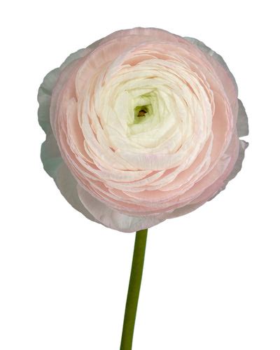 Lady Pink Success Cloni Clooney Ranunculus Petaljet