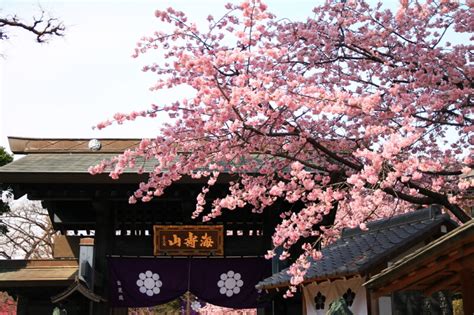 【川口】密蔵院の桜が満開でした！｜川口マガジン