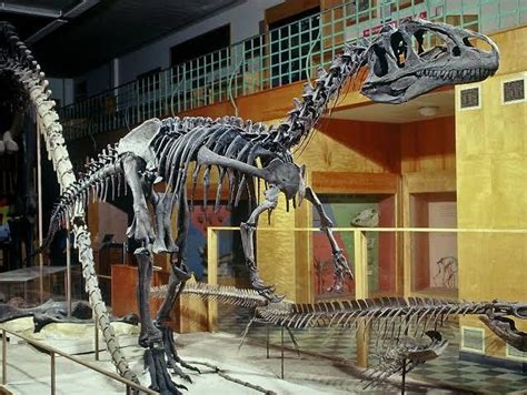 Big Al” An Allosaurus Fragilis Fossil With Several Broken Ribs And An