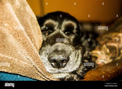 Sleeping cocker spaniel Stock Photo - Alamy