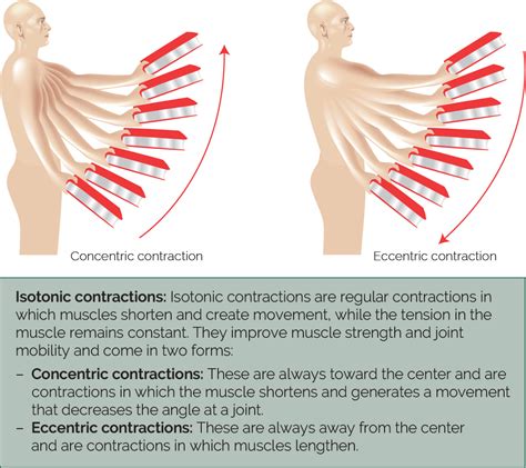 Types of muscular contraction – Human Kinetics Canada