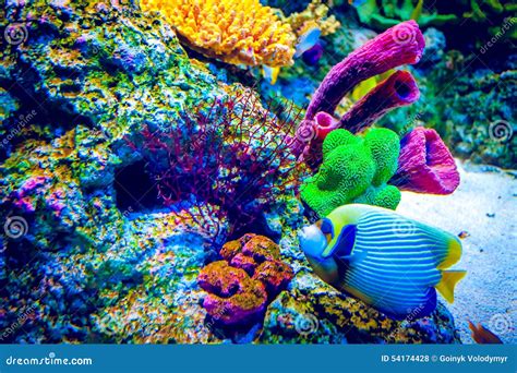 Coral Reef And Tropical Fish Stock Photo Image Of Blue Bubbles 54174428