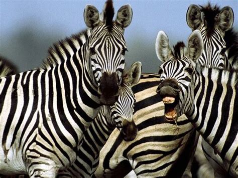 10 Interesting Zebra Facts | In Fact Collaborative