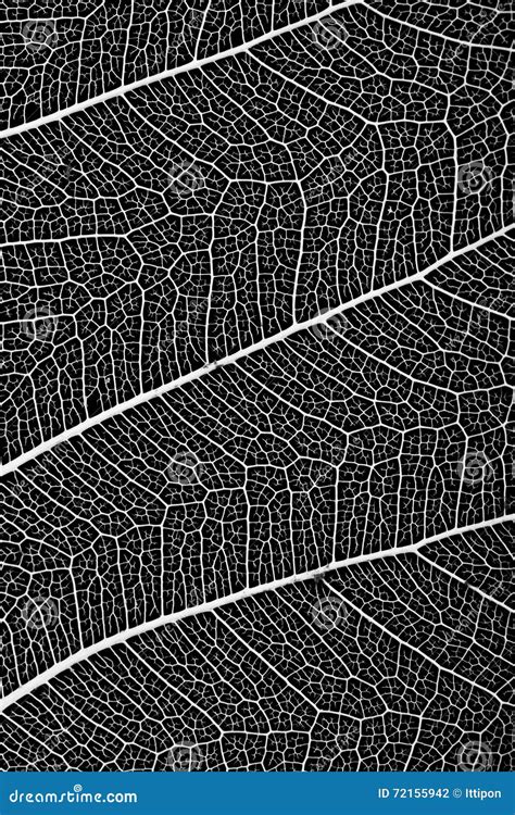 Leaf Cell Structure Stock Photo | CartoonDealer.com #114872706