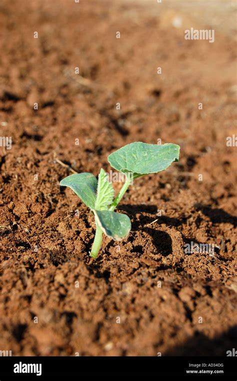 Armenian Cucumber plant seedling Stock Photo - Alamy