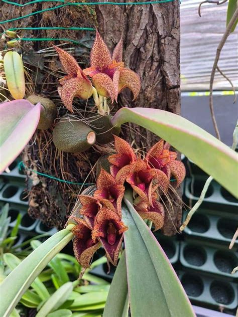 Bulbophyllum Macrobulbon Furniture Home Living Gardening Plants