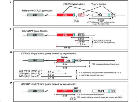 Overview Of The Cyp D D Hybrid Genes Cyp D Cyp D And Cyp D