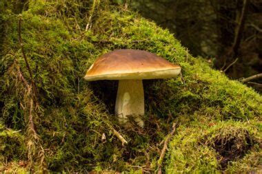 cep porcini edibility     find