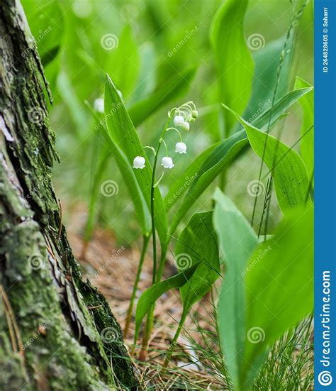 Lily Of The Valley Convallaria Majalis Blooming In The Spring Forest