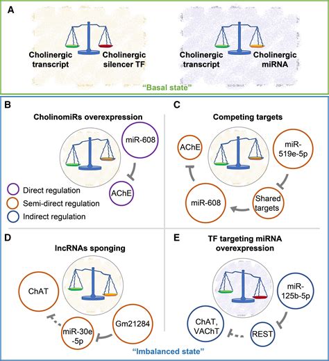 Cholino‐ncrnas Modulate Sex‐specific‐ And Age‐related Acetylcholine Signals Madrer 2020