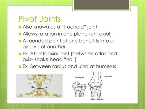 Ppt Types Of Joints And The Anatomy Of The Synovial Joint Powerpoint