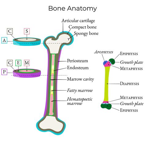 Gross Anatomy Glossary Bone Anatomy Ditki Medical Biological Sciences