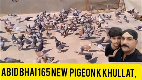 Khalifa Abid Bhai 165 New Pigeon K Khullat Gola Pigeon Dasi Kubuter