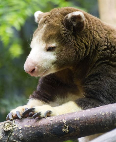 Cleveland Metroparks Zoo 02 17 2017 Tree Kangaroo 6 Flickr