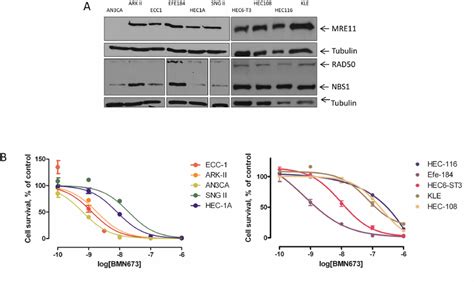 Endometrial Carcinoma Cell Lines With Loss Of Mre11 Show Increased