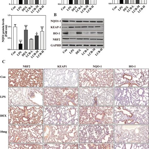 Effects Of Lcb On Keap Nrf Ho Signaling Pathways A The