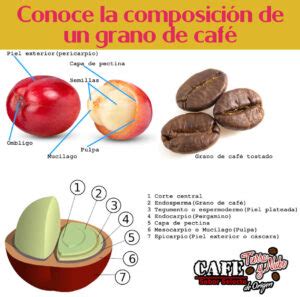 Composición de los granos de café Café Tierra y Nube