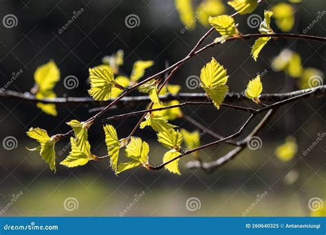 Young Spring Birch Leaves Spring Background With Birch Leaves Stock