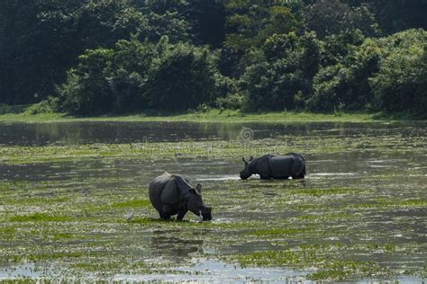 Rhino in Kaziranga National Park Stock Photo - Image of history, wild ...