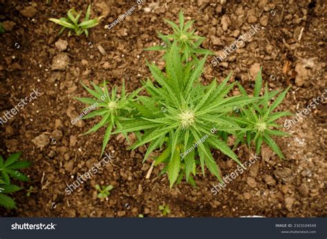 85 837 Hashish Plant Images, Stock Photos & Vectors | Shutterstock