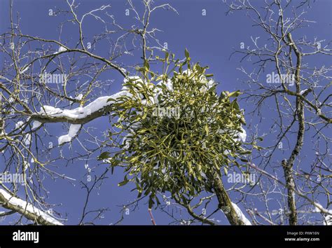 Mistletoe Grow Hi Res Stock Photography And Images Alamy