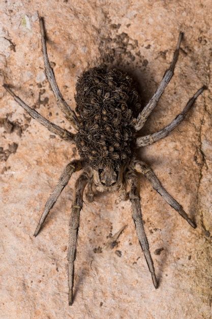 Premium Photo Mother Wolf Spider With Babies