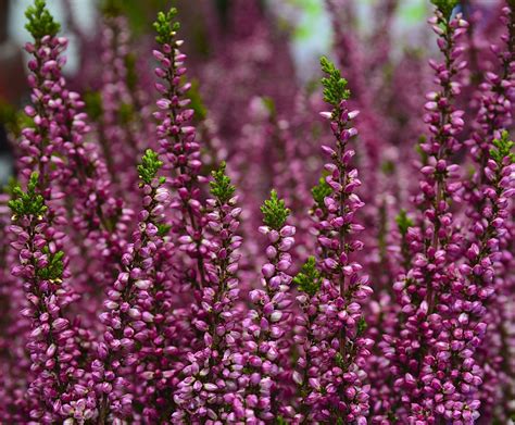 Summer Flowering Heathers Calluna Vulgaris Plants Hopes Grove Nsy