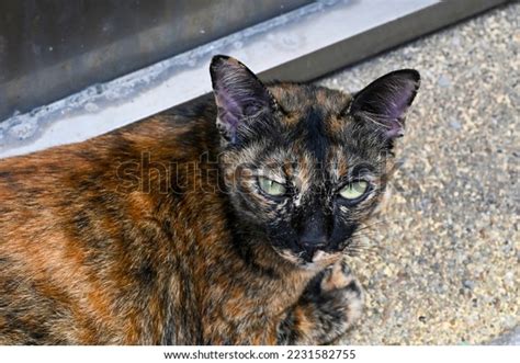 Portrait Dark Brown Cute Bengal Cat Stock Photo 2231582755 | Shutterstock