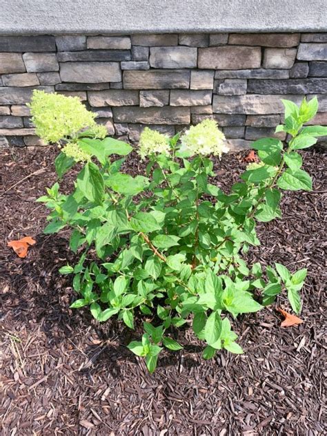 How To Grow And Care For Limelight Hydrangeas White Lilac Farmhouse