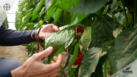 Seminis Arael Resistencia Frente A O Dio Conseguida Pimiento