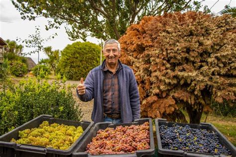 Agricultores De Teodoro Schmidt Realizaron Hist Rica Primera Vendimia