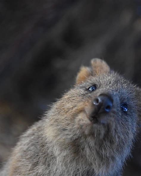 Quokka Wallpapers Wallpaper Cave