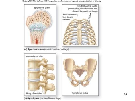 Joints articulations